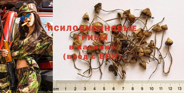 ПСИЛОЦИБИНОВЫЕ ГРИБЫ Богданович